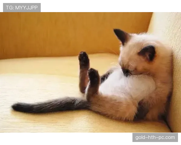 练俊杰家的猫都比普通人活得精致